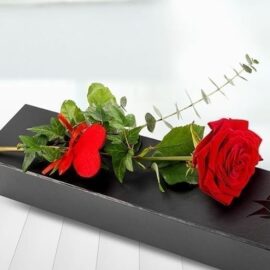 Red Rose in a Box