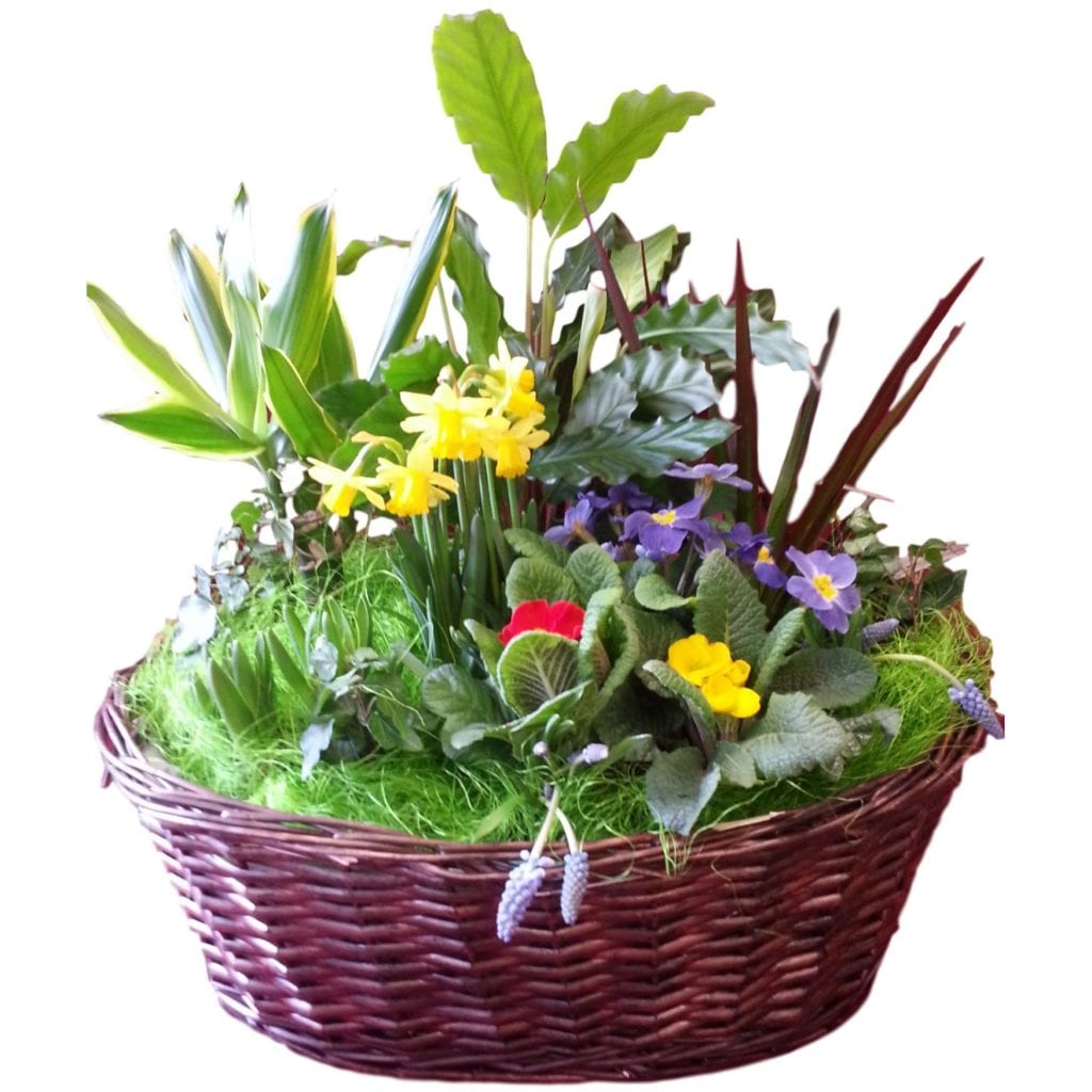 Indoor Planted Basket Classic Flowers